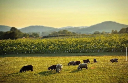 Fairfield Cabin | Charming Vineyard Cabin-Wine, Vines, & Views near-WLU, VMI, & The Horse Center