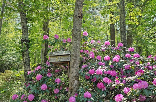 Skyland Cabin | Stay for the PGA TOUR - Asheville Cabin w/Hot Tub