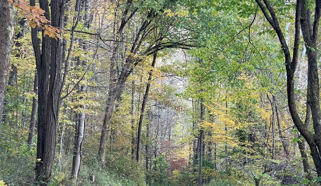 Peaceful and Spacious mountain retreat. Full of amenities. Off grid yet close. in Webster Springs
