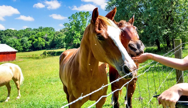 Ranch Retreat ~ Horses, Wildlife & Country Living