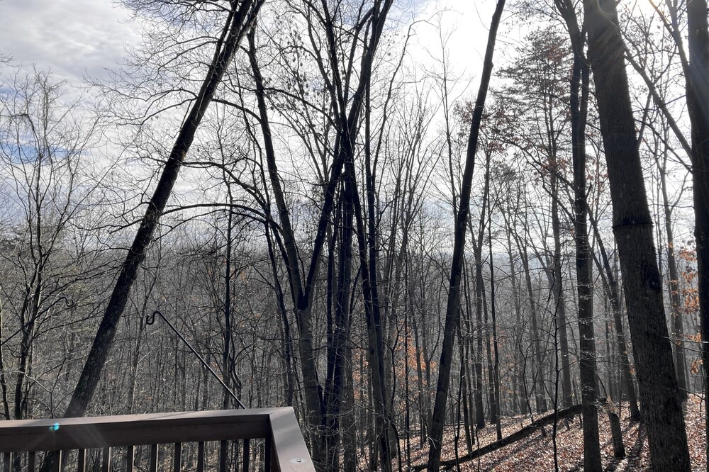 Photo of Others in The Woods