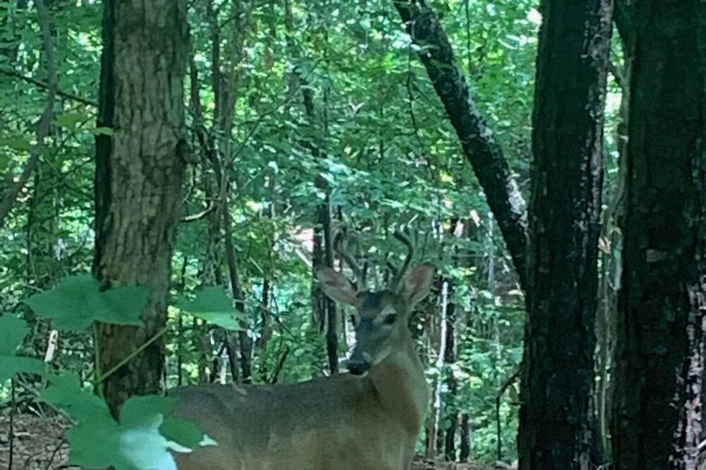 Photo of Others in Clarkesville