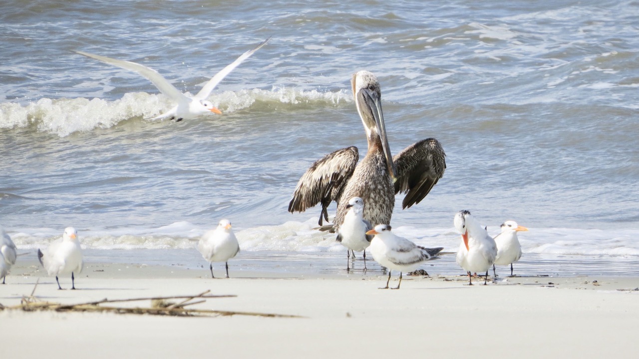 Photo of Others in Oceanmarsh Subdivision