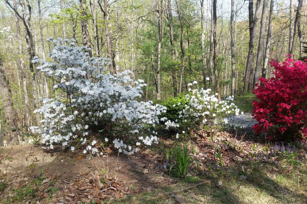 Photo of Outdoor in Hendersonville