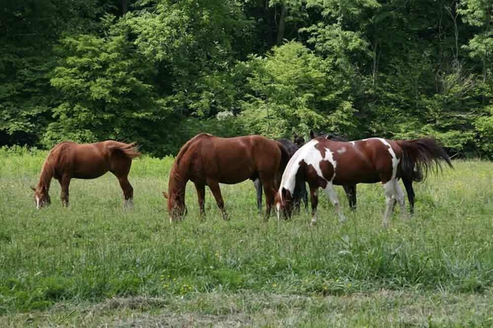 Photo of Outdoor in Candler