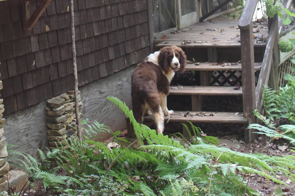 Photo of Outdoor in Dahlonega