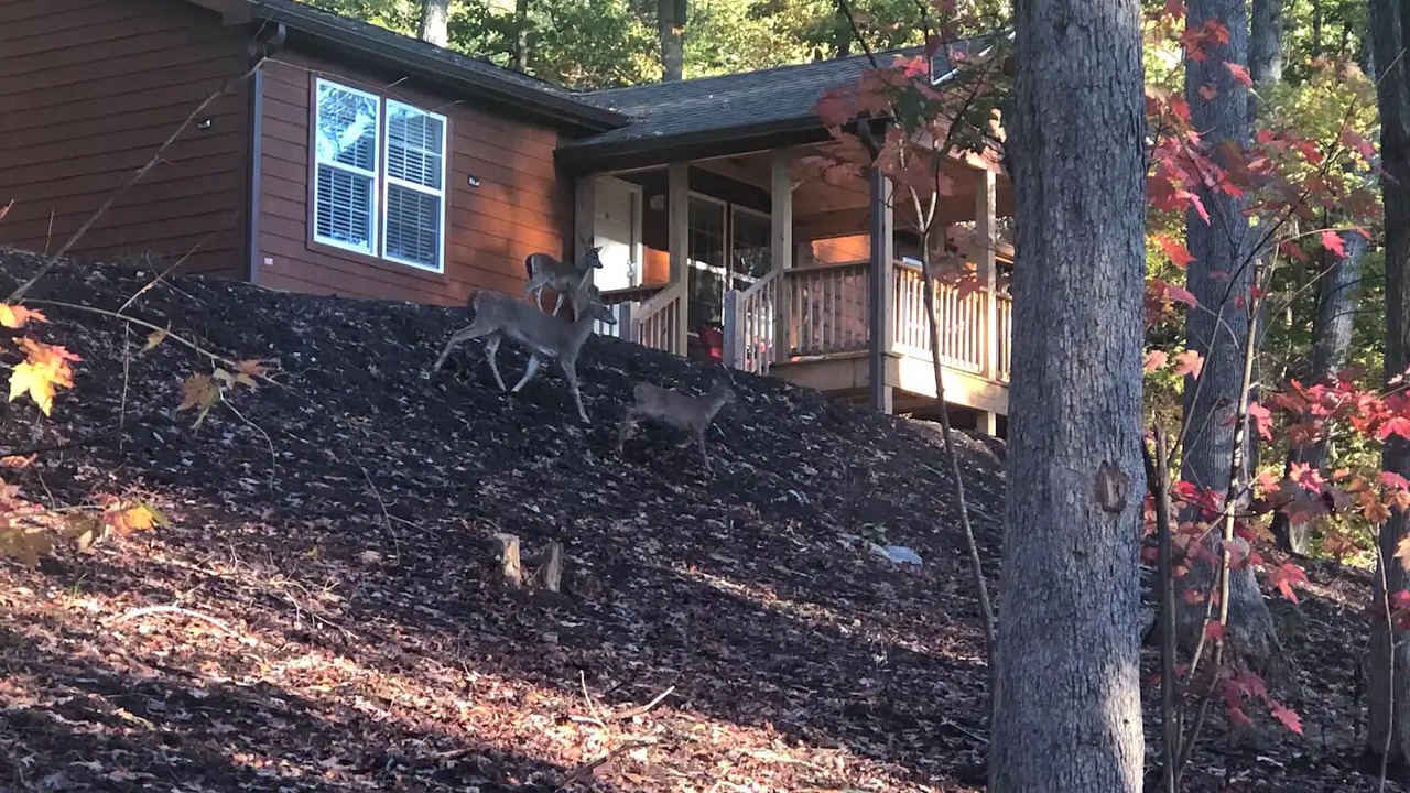 Photo of Outdoor in Candler