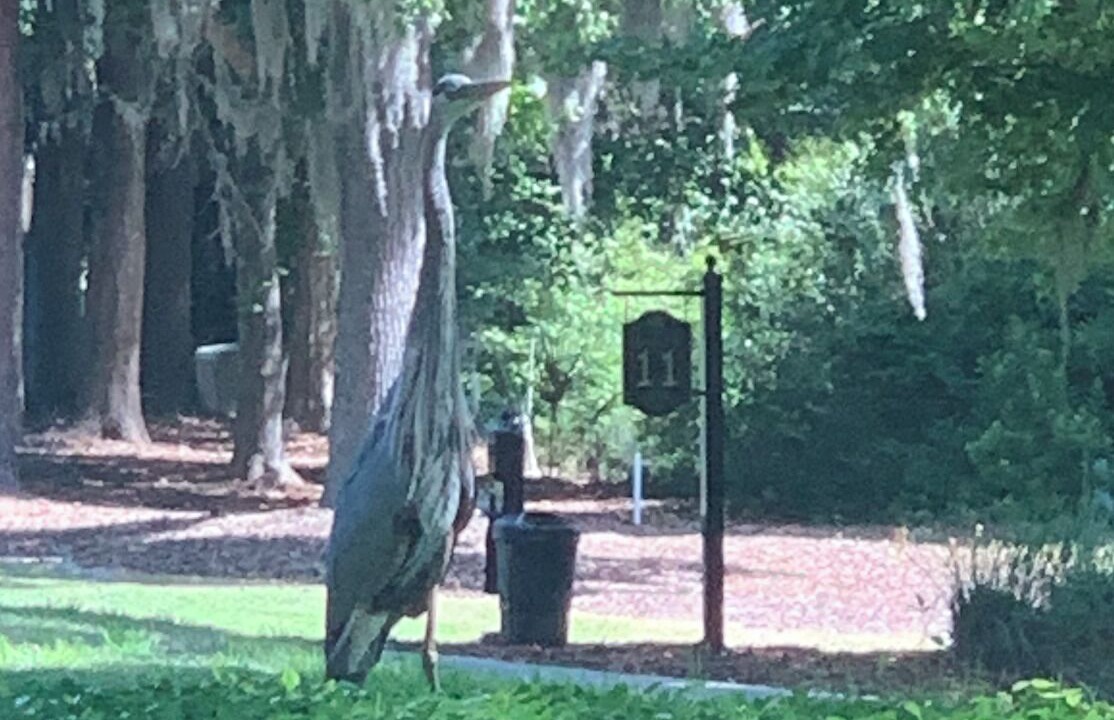 Photo of Others in Saint Helena Island