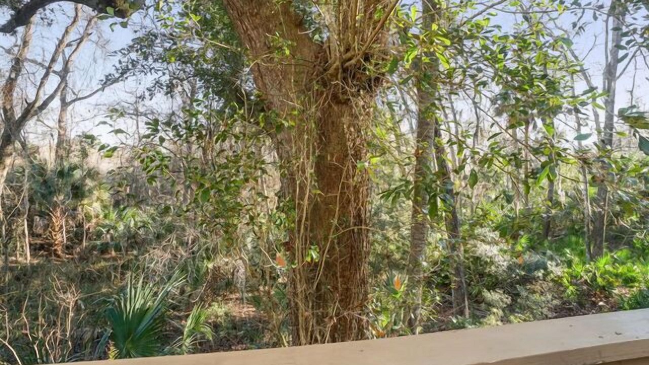 Photo of Outdoor in Night Heron