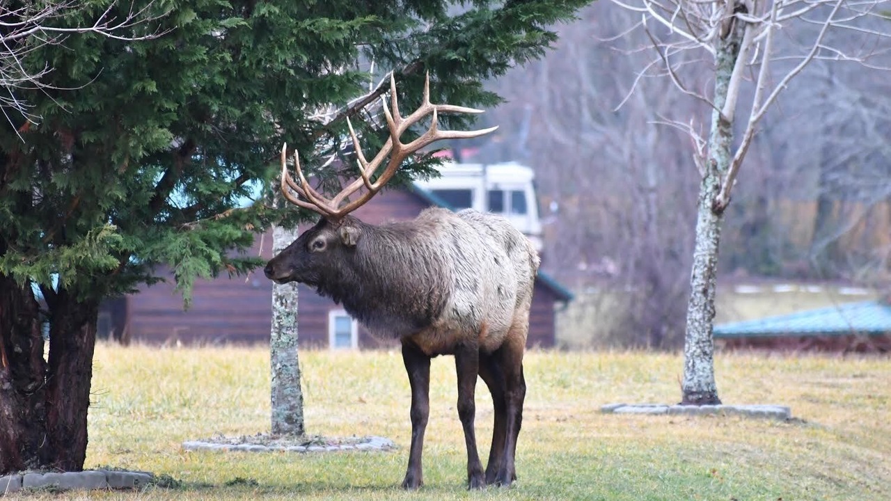 Photo of Others in Maggie Valley