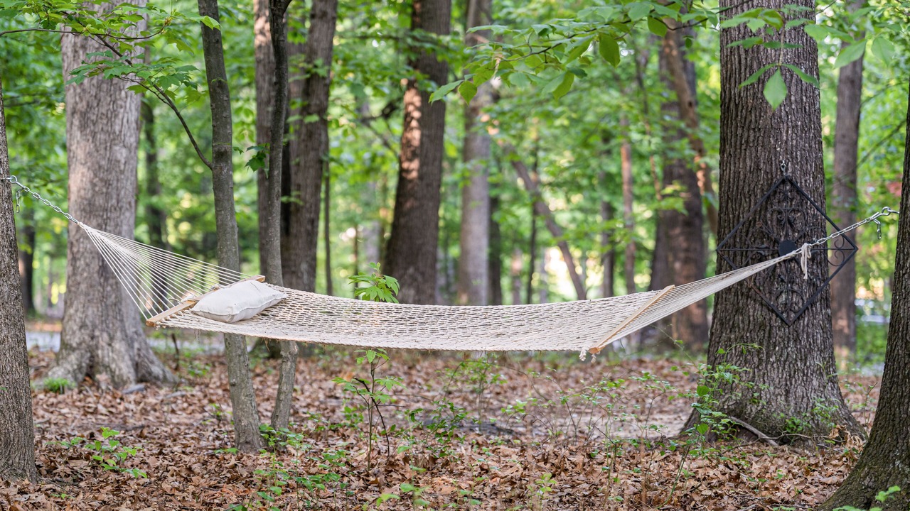 Photo of Outdoor in The Woods