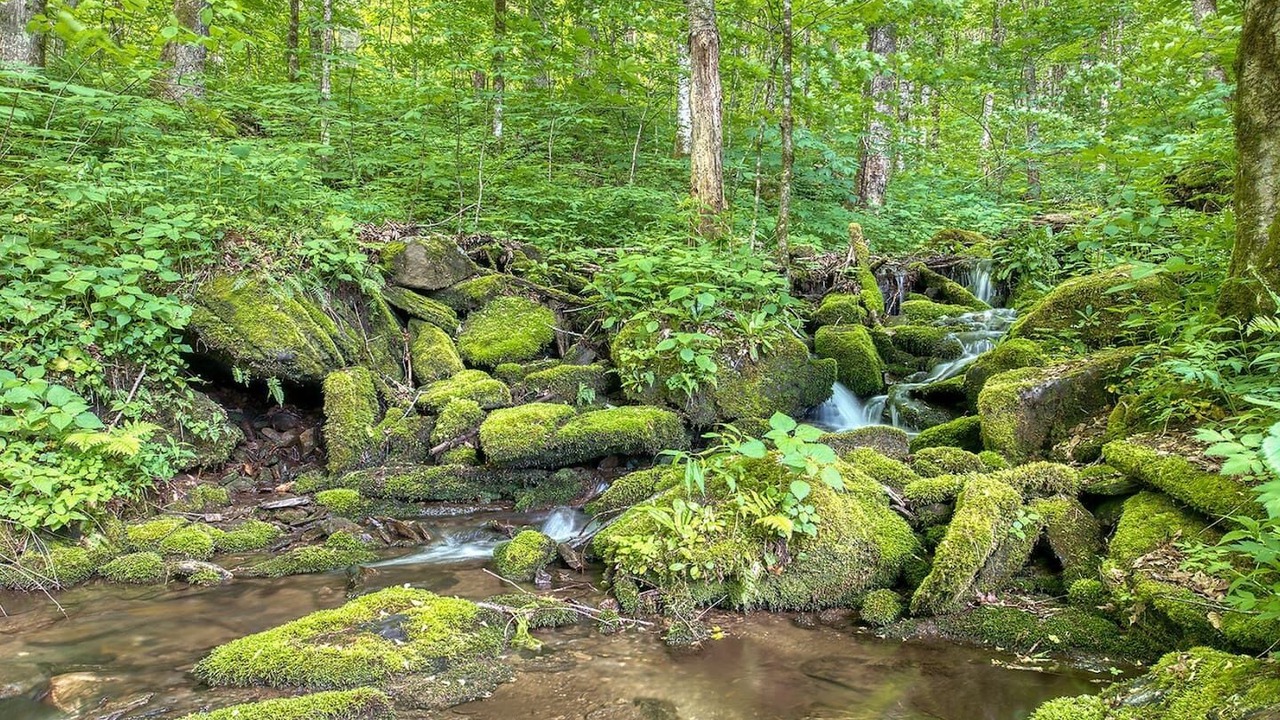 Photo of Others in Maggie Valley