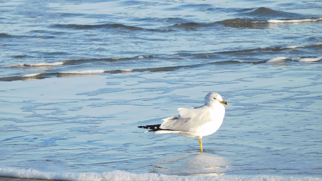 Photo of Others in Isle of Palms