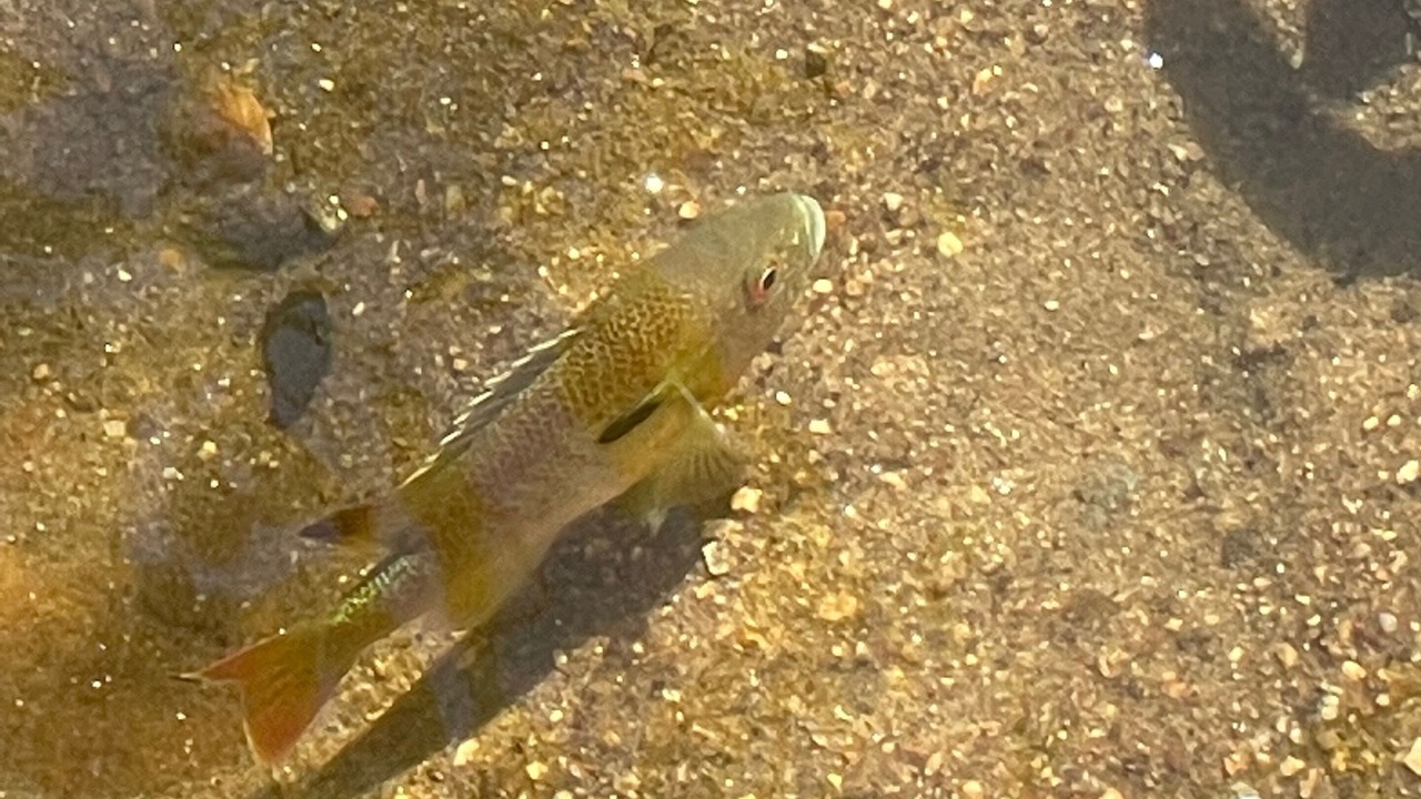 Photo of Others in Highlands