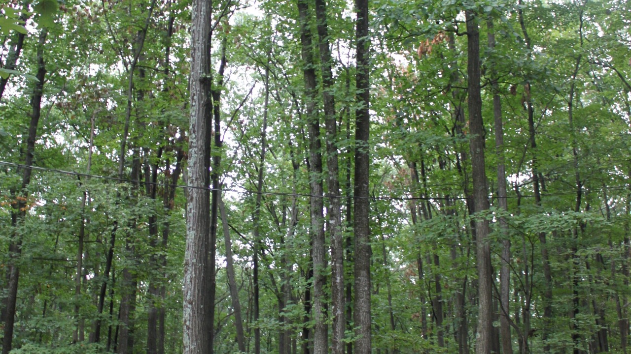 Photo of Others in The Woods