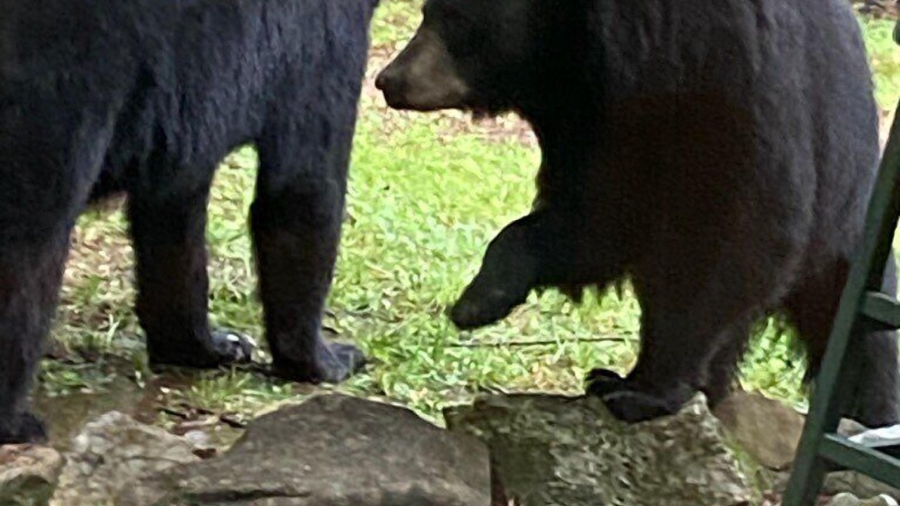 Photo of Others in Hiawassee