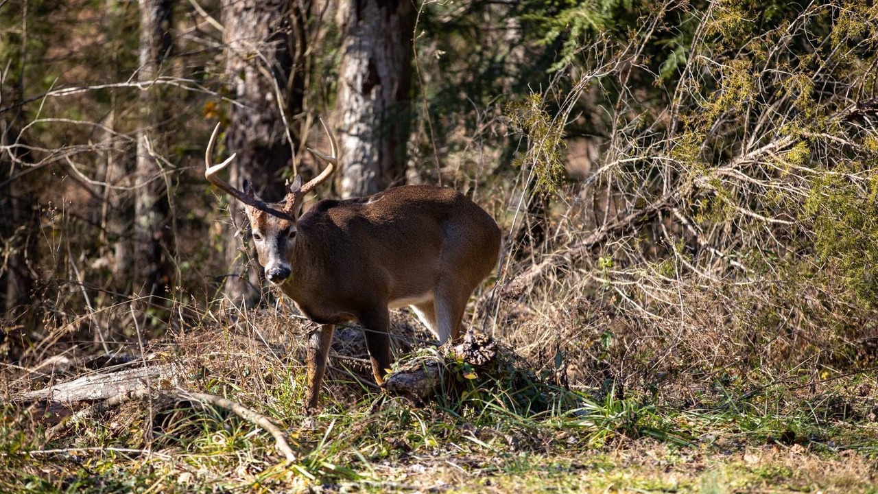 Photo of Others in Townsend