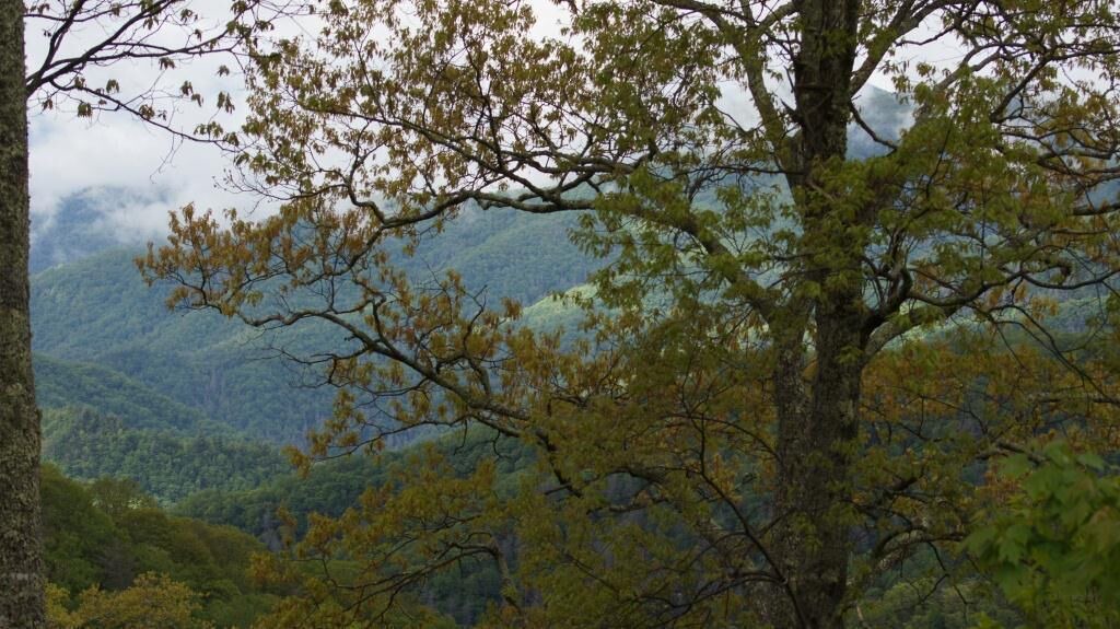Photo of Others in Pigeon Forge