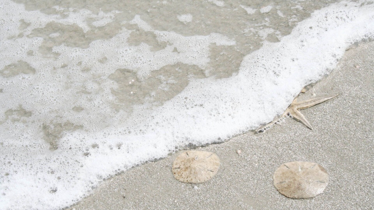 Photo of Others in Sea Pines