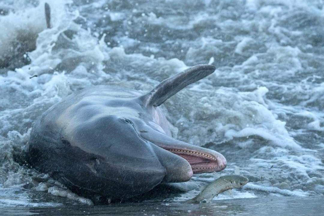 Photo of Others in Seabrook Island