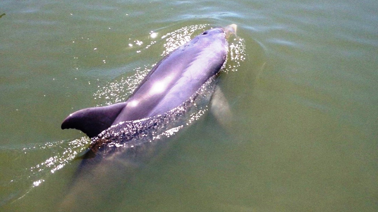 Photo of Others in Hilton Head Island