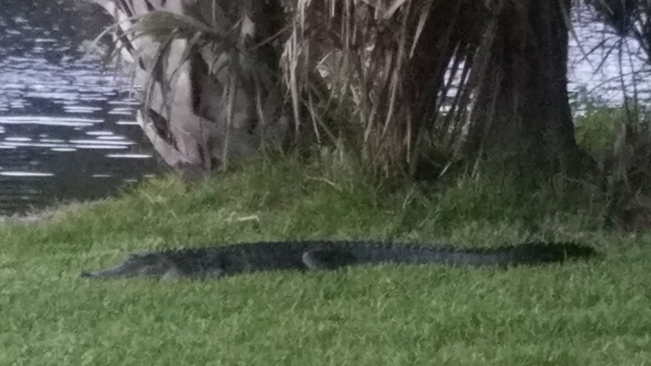 Photo of Others in Shipyard Plantation