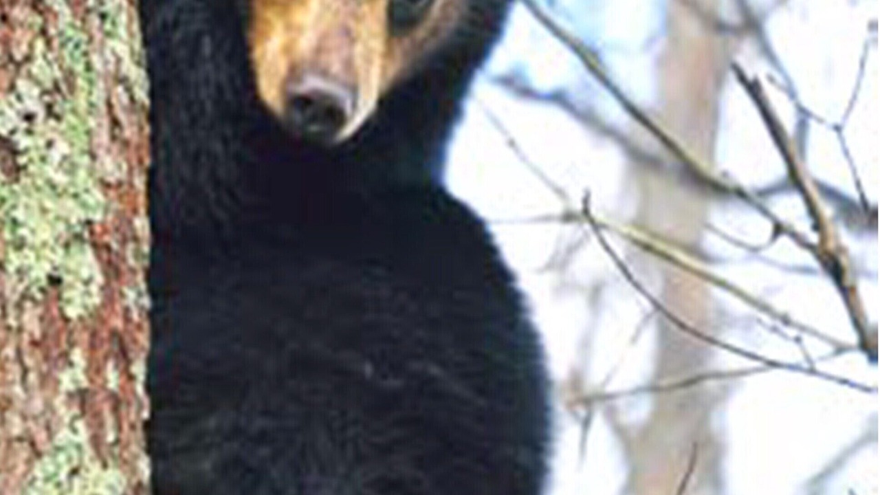 Photo of Others in Timberline