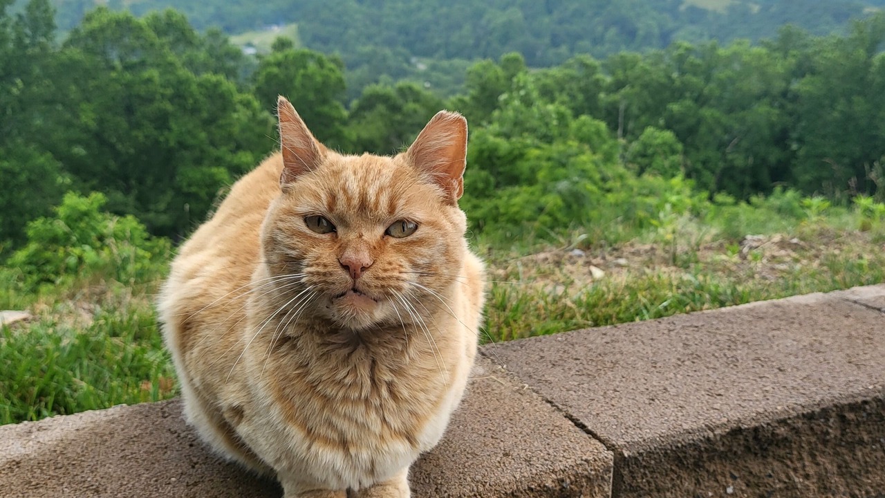 Photo of Others in Hendersonville