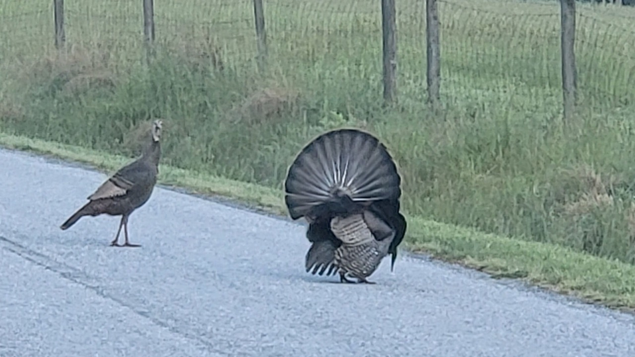 Photo of Others in Hendersonville