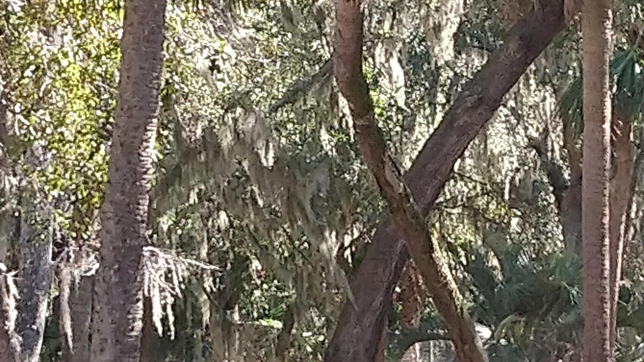 Photo of Outdoor in Shipyard Plantation