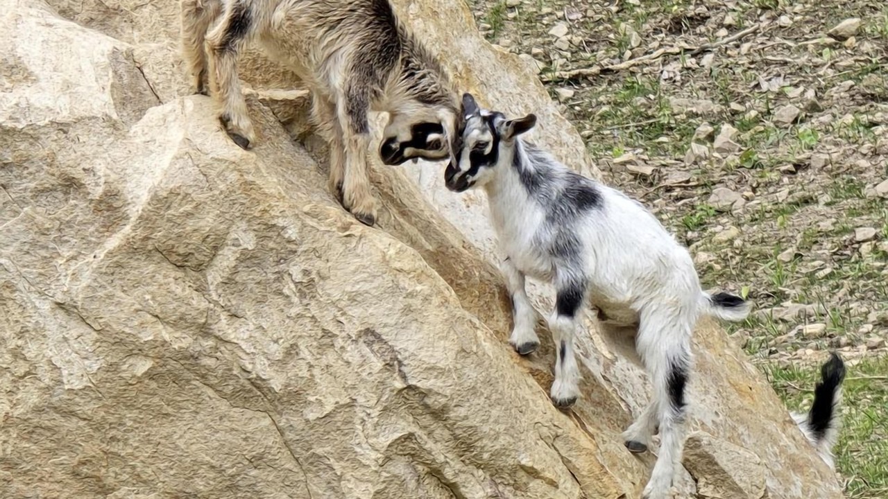 Photo of Others in Coal Fork