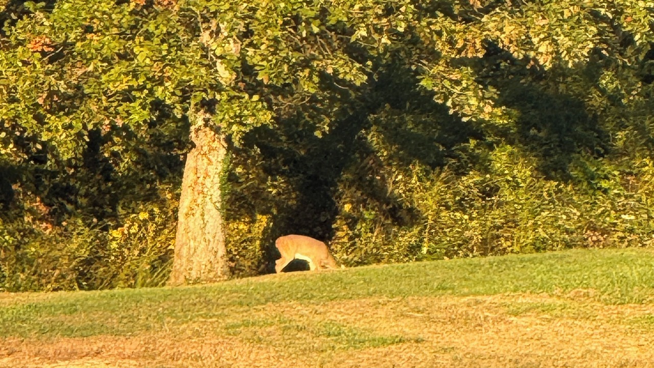 Photo of Others in Flat Rock