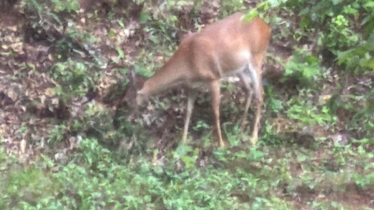 Photo of Others in Blairsville