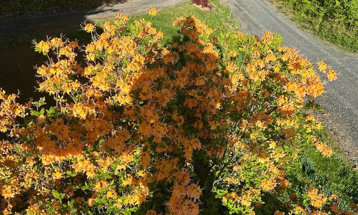 Photo of Outdoor in Spruce Pine