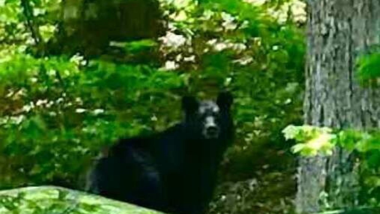 Photo of Others in Townsend
