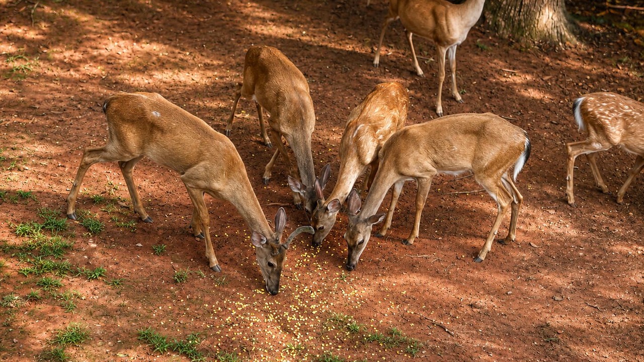 Photo of Others in Rutherfordton