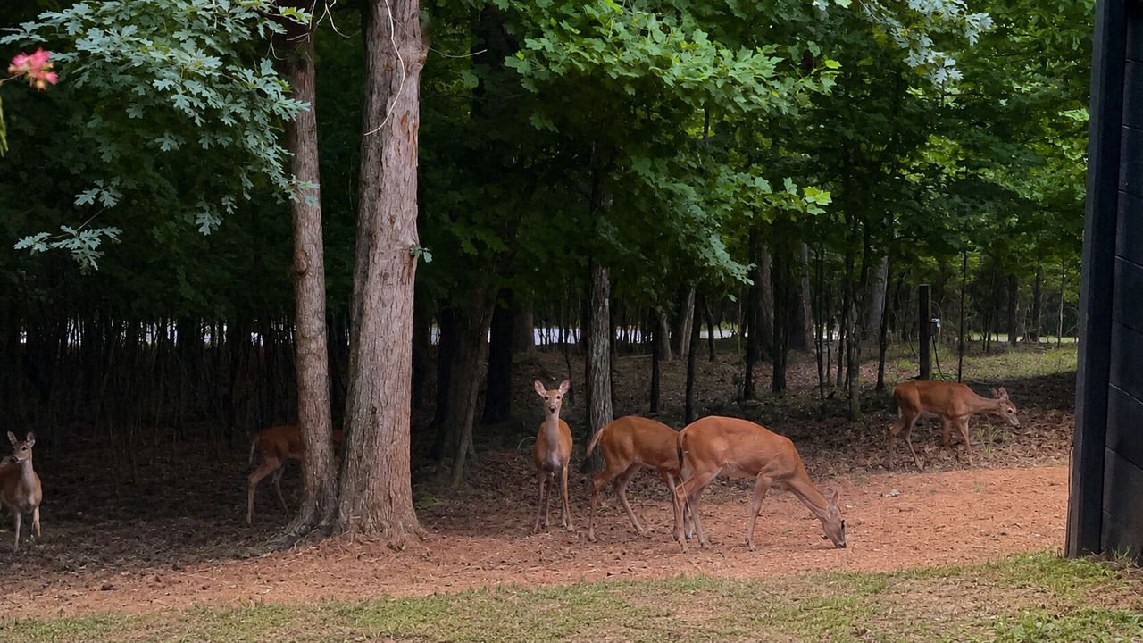Photo of Others in Rutherfordton