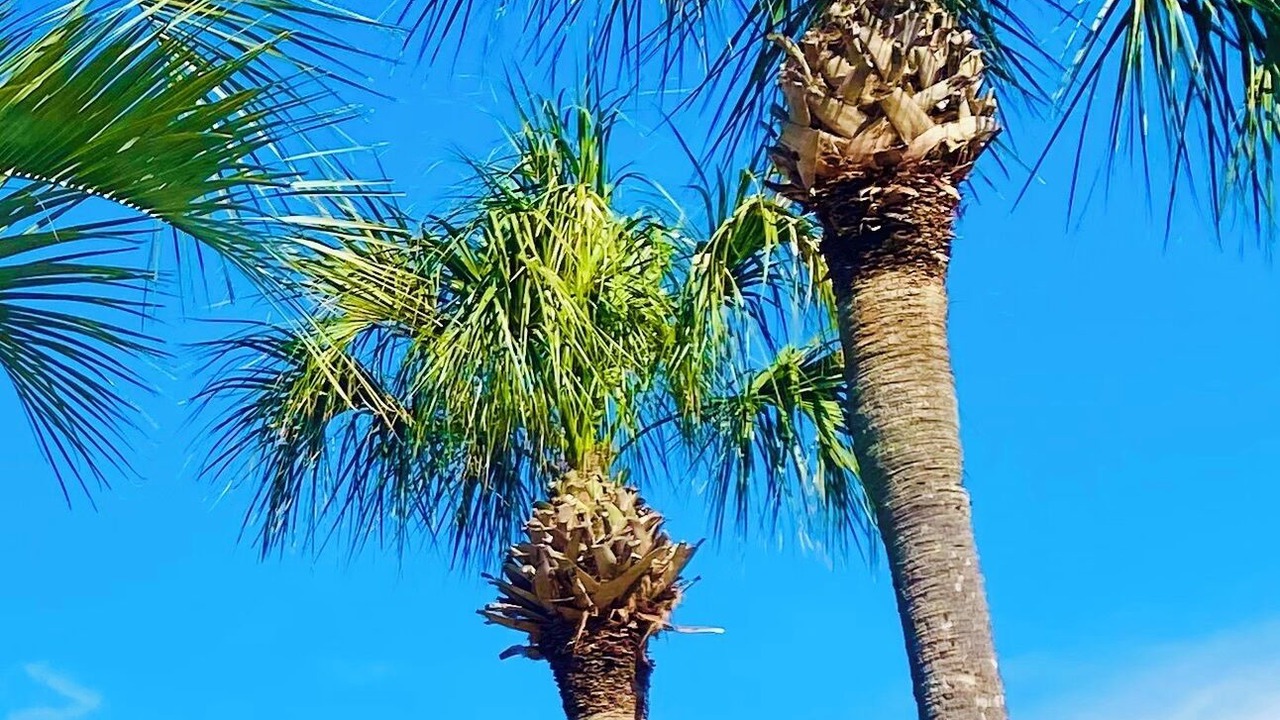 Photo of Outdoor in Oceanmarsh Subdivision