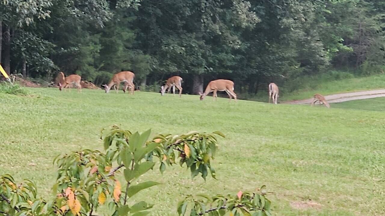Photo of Outdoor in Dahlonega