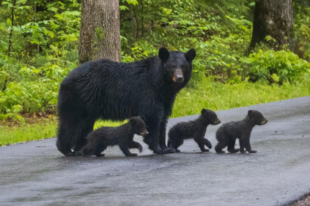 Photo of Others in Sevierville