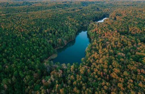 Covington House | Private Forest Cabin in Nature