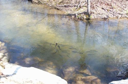 Hendersonville House | Cabin in the Woods-Peaceful 1BR 20-Acre Rural Retreat-HotTub&WiFi near Asheville