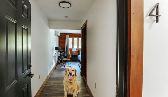 ADA King Studio + Roll-in Shower | Pet-Friendly in Afton